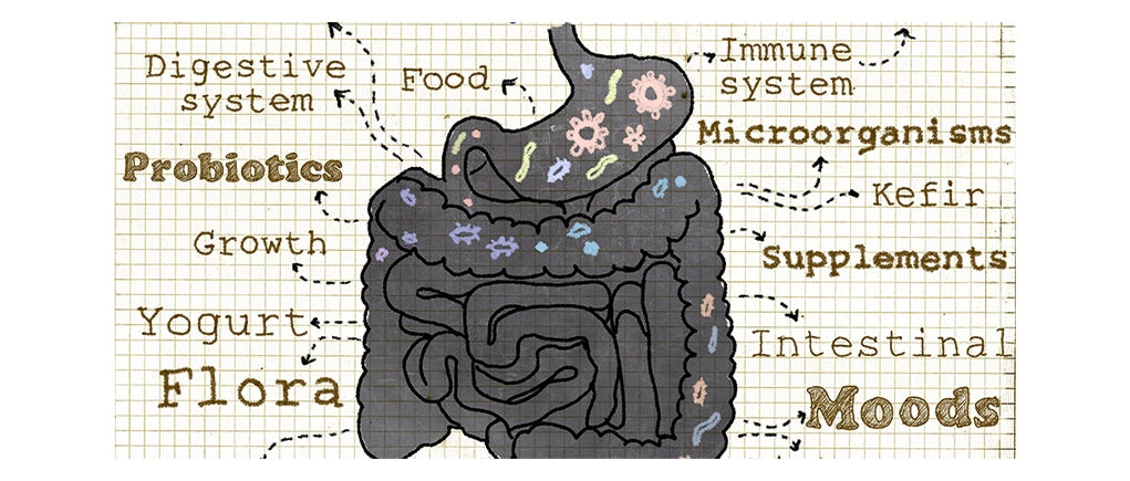 gut digestive system diagram