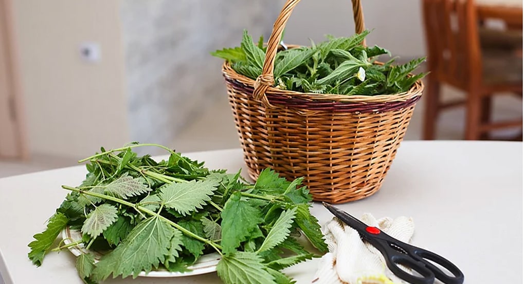 power herbs in a basket & on plate