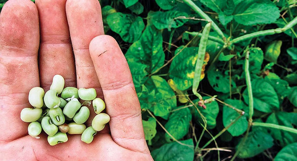 ripe beans in the palm of hand