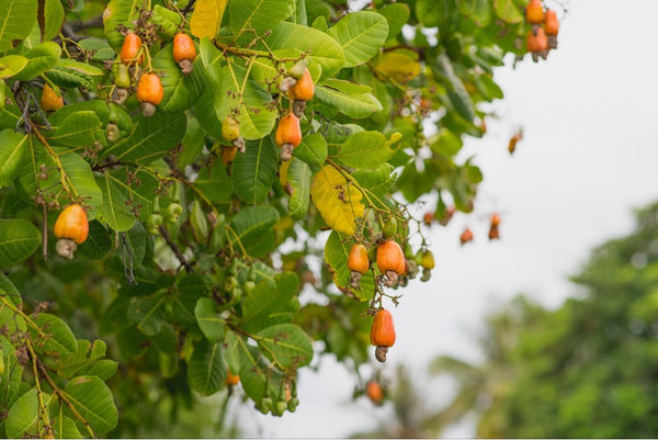 Cashews on a cashew farm.