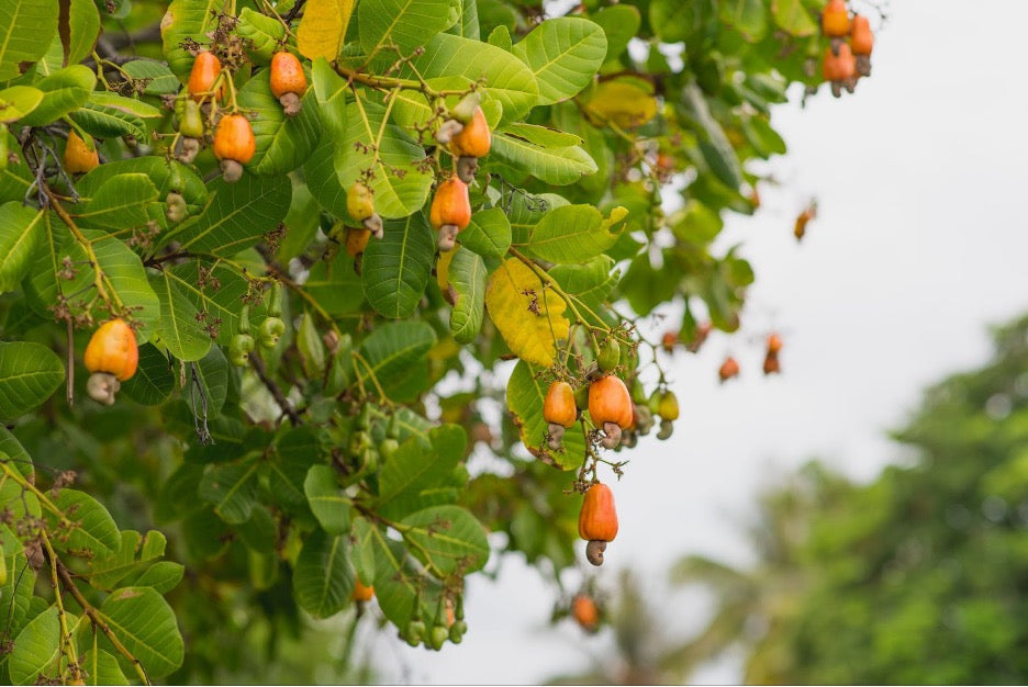 From Cashew to Creamy: The Journey of Our Plant-Based Yogurt