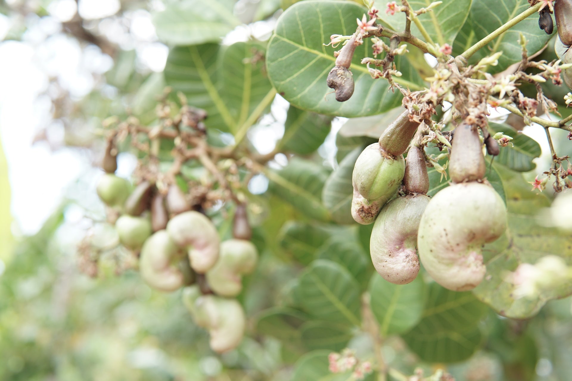 Cashew fruits on a tree with green leaves