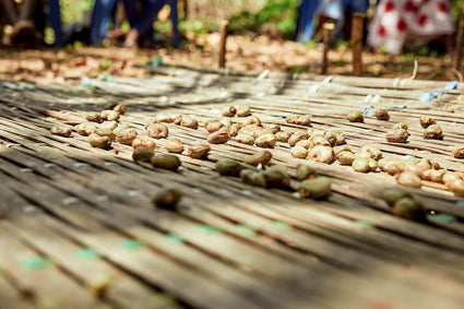 Forager Project’s approach to rethinking dairy is explored through cashew-based innovation and community-driven sourcing.