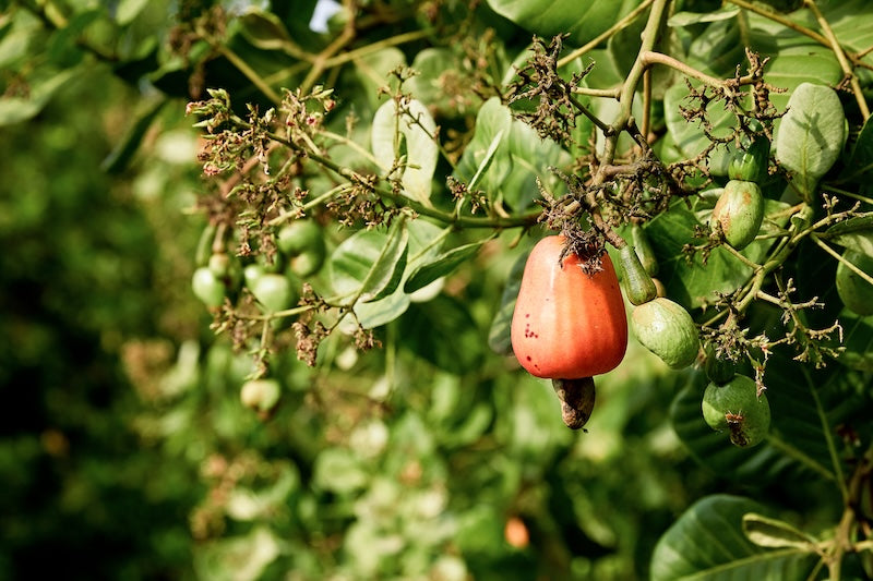 Forager Project Cote D Voire