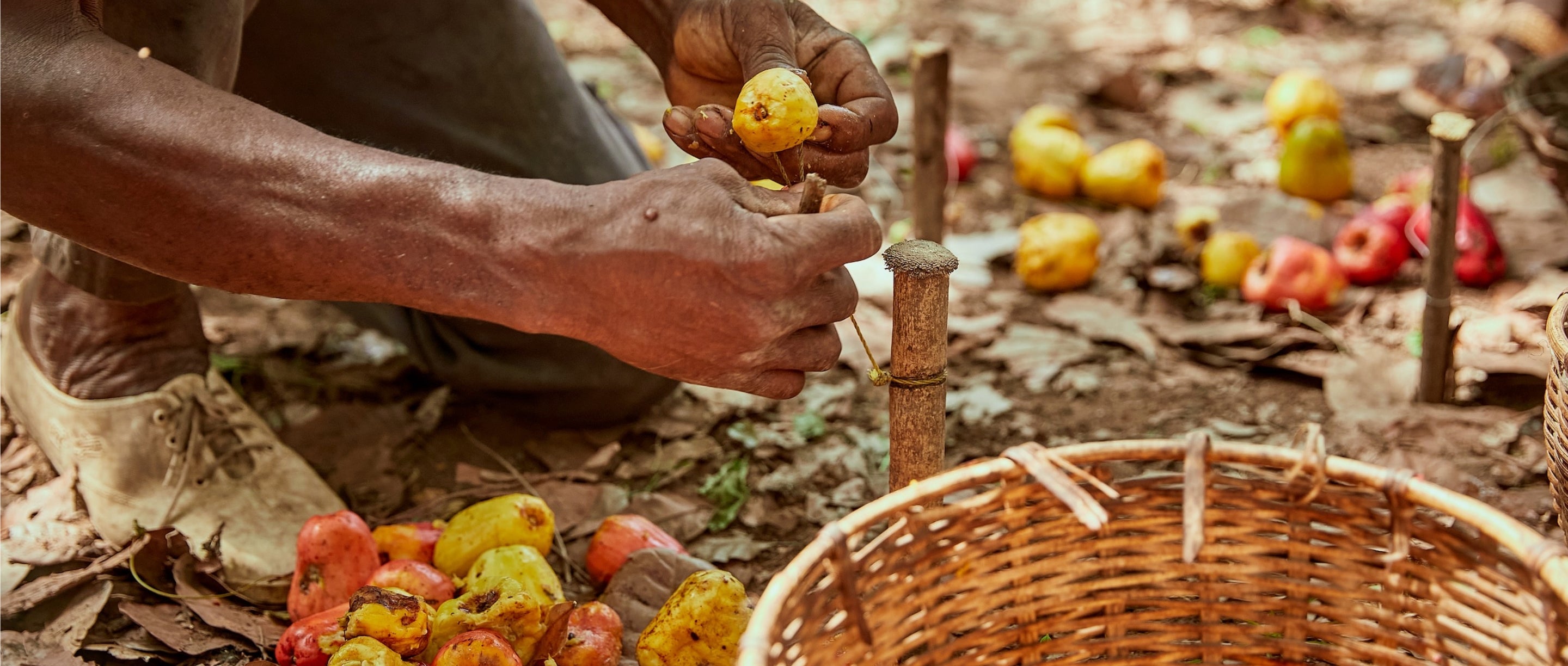 Person sorting fruits on a leafy ground with a basket nearby