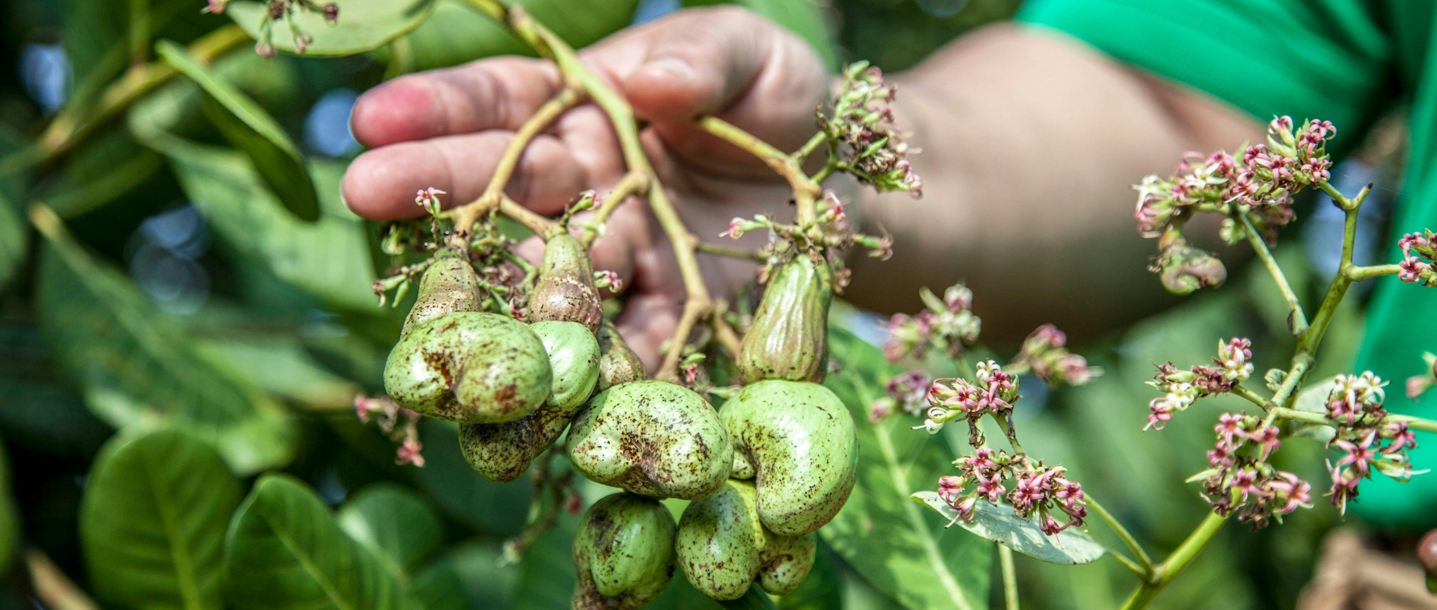 Hand holding a cluster of green cashews 