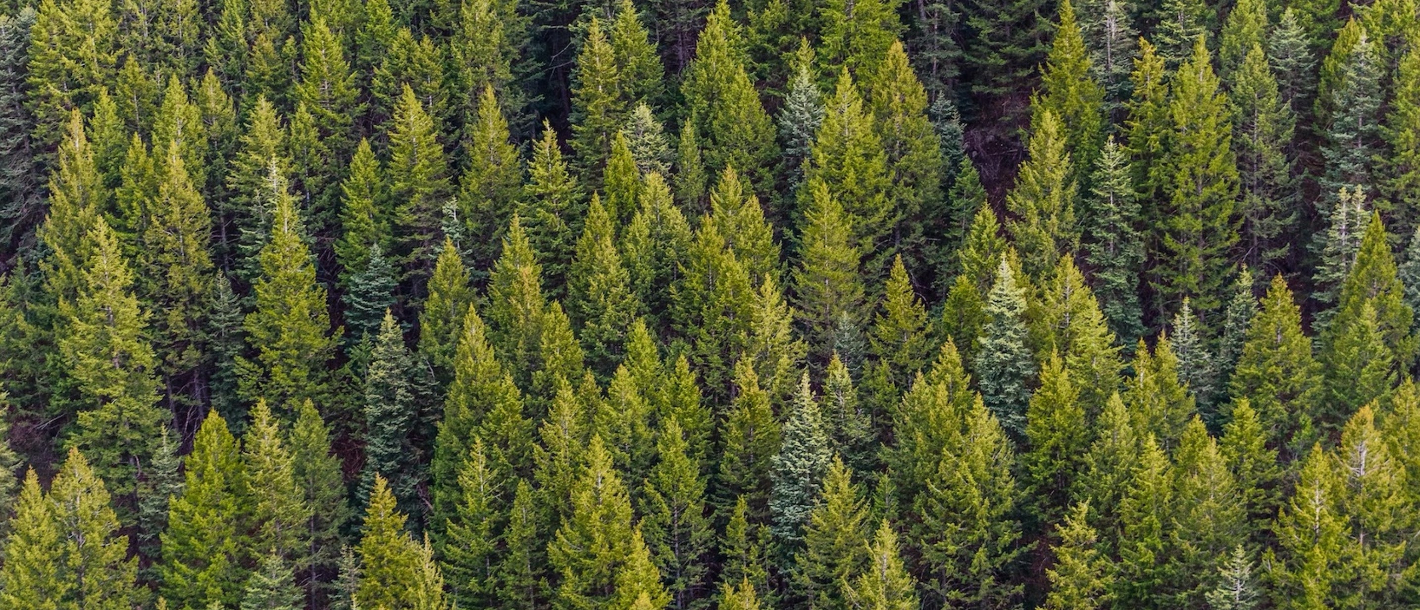 Aerial view of a dense forest with green trees
