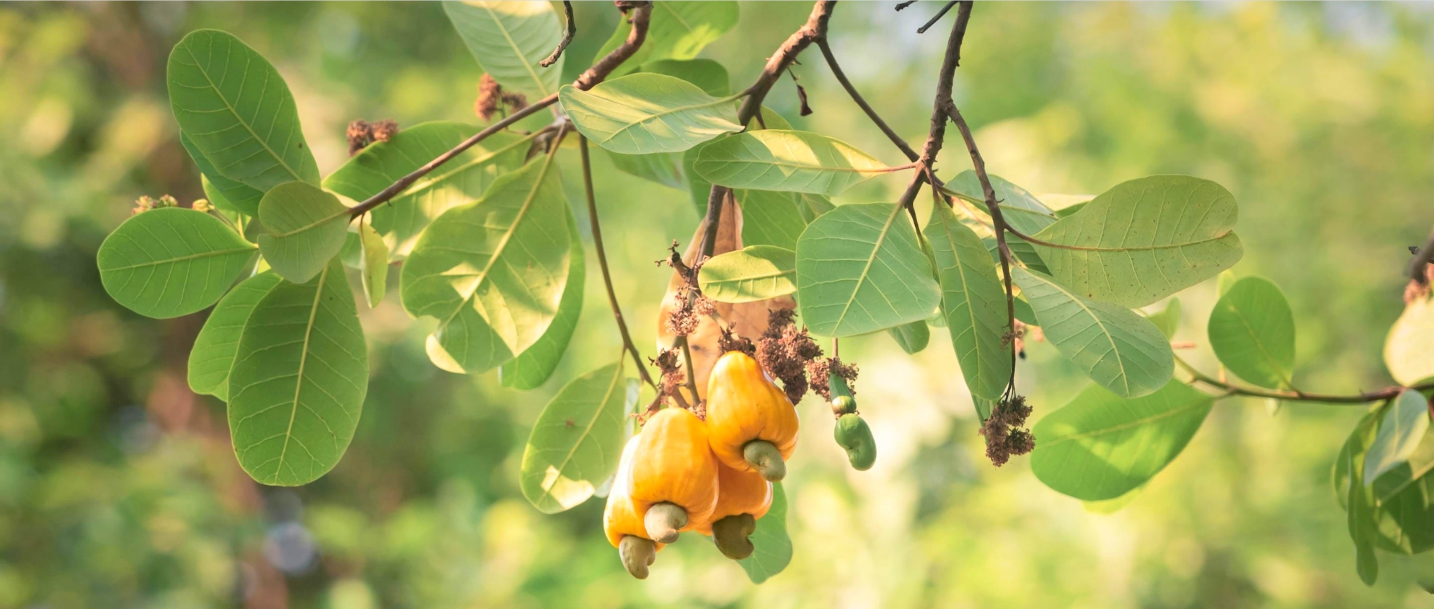 Cashew fruits hanging from a tree with green leaves