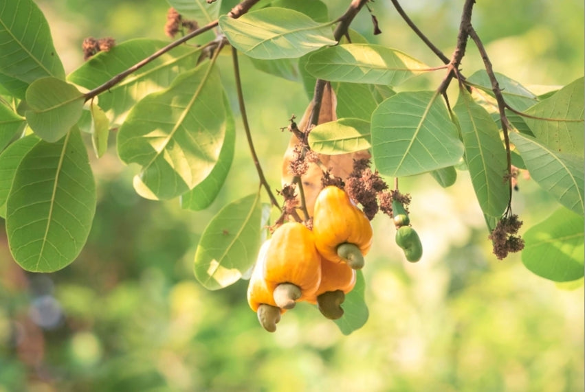 Cashew fruits hanging from a tree with green leaves.