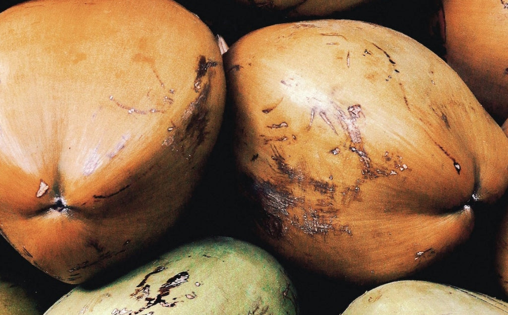 Sustainably sourced from small-scale tropical farms, these mature coconuts offer tender, ivory-white meat and refreshingly pure coconut water. Naturally abundant in electrolytes and medium-chain triglycerides (MCTs), they’re perfect for hydrating smoothies, crafting creamy coconut milk, or enjoying straight from the shell as a revitalizing treat.