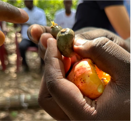 Forager Project invests in cashew farming communities in Côte d’Ivoire, supporting sustainable agriculture and farmer livelihoods.