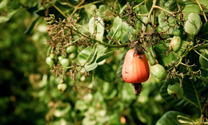 Red cashew fruit hanging from a branch among green leaves