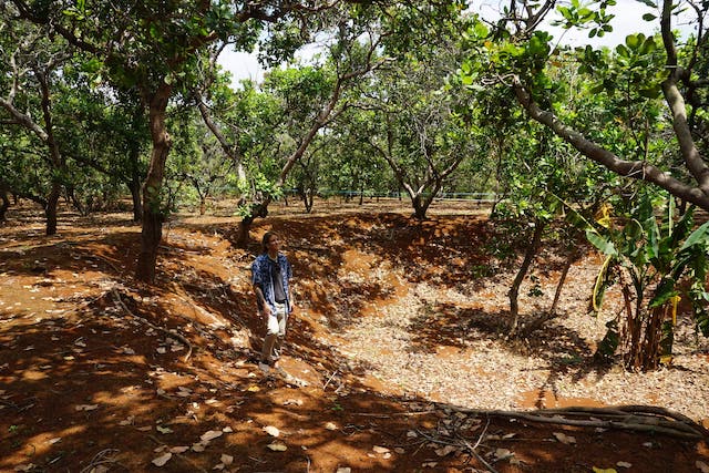 person standing in an organic cashew orchard.