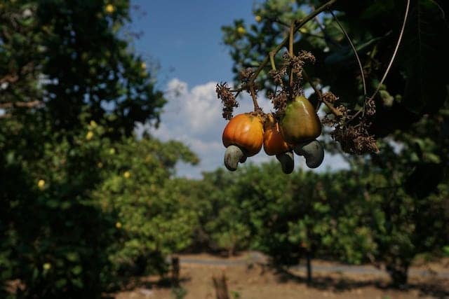 orange cashew apples growing on a cashew tree in a field