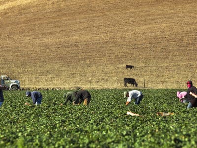Farm workers in a field harvesting their crop.