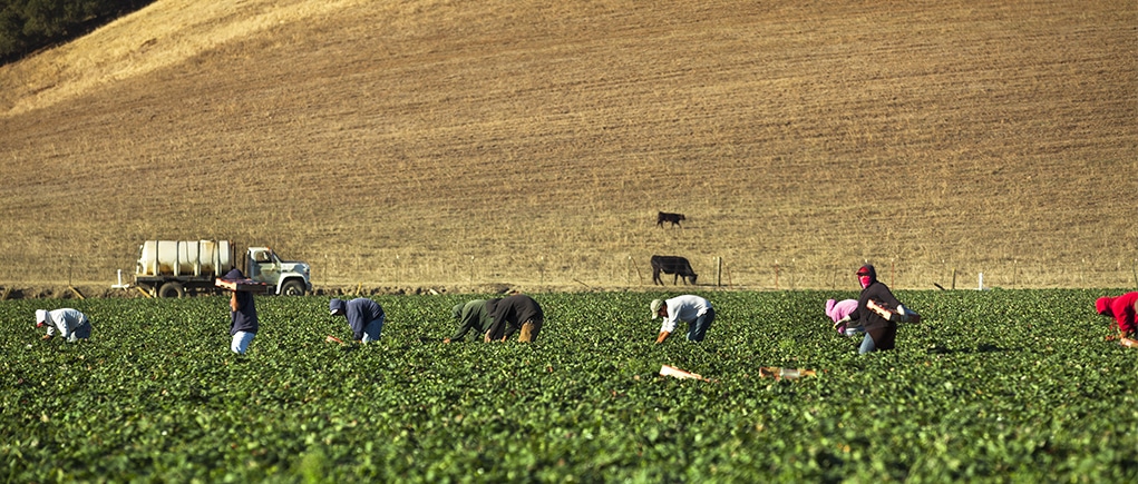 Farm workers in a field harvesting their crop.