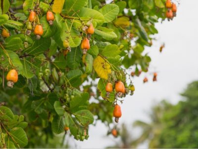 Cashews on a cashew farm.