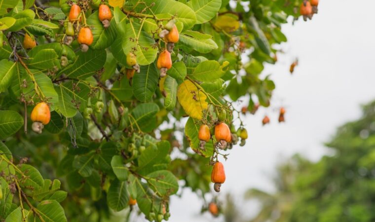 From Cashew to Creamy: The Journey of Our Plant-Based Yogurt